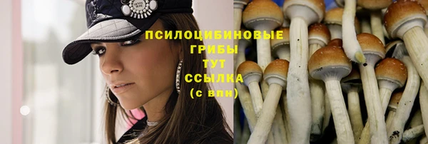 индика Белокуриха